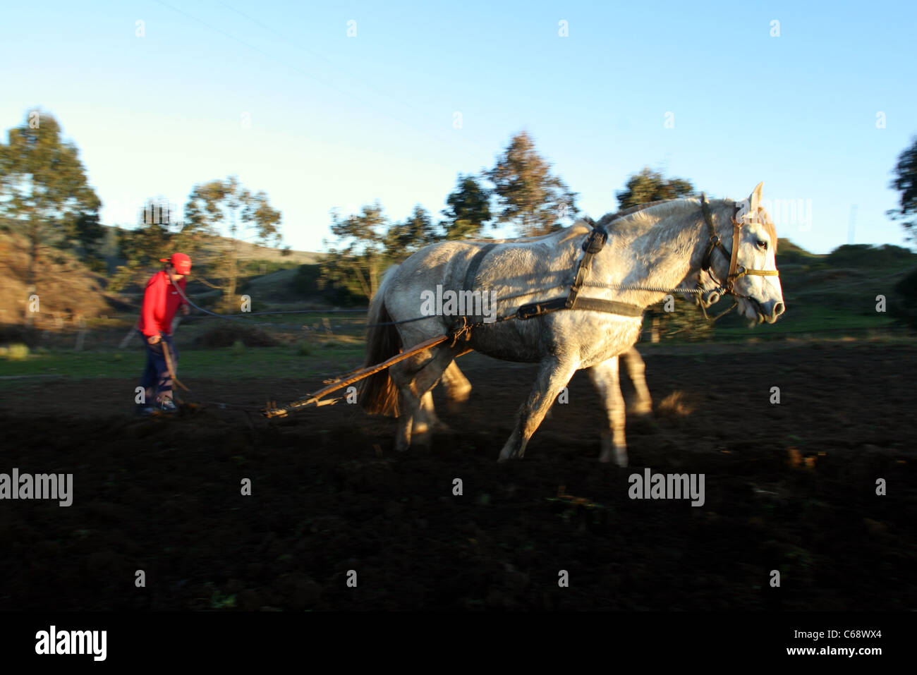 Aratura di paddock utilizzando un team di cavalli, Cobquecura, Biobio, Cile, Sud America Foto Stock