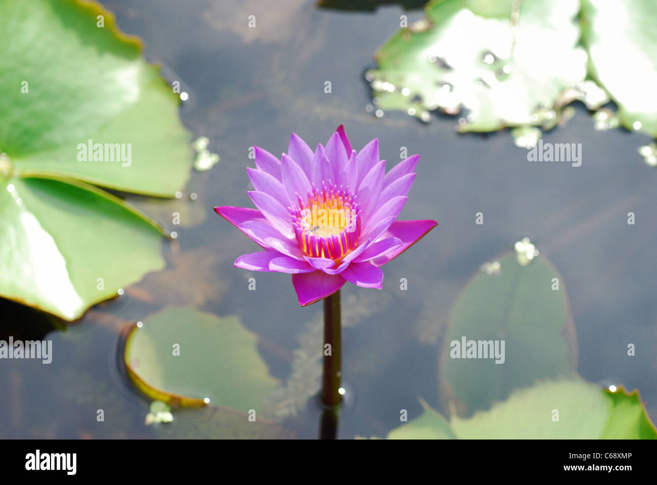 Viola Lotus, Sacro lotus Nelumbo nucifera Famiglia: Nelumbonaceae. Lotus è il fiore nazionale dell'India. Bhubaneswar, Orissa, India Foto Stock