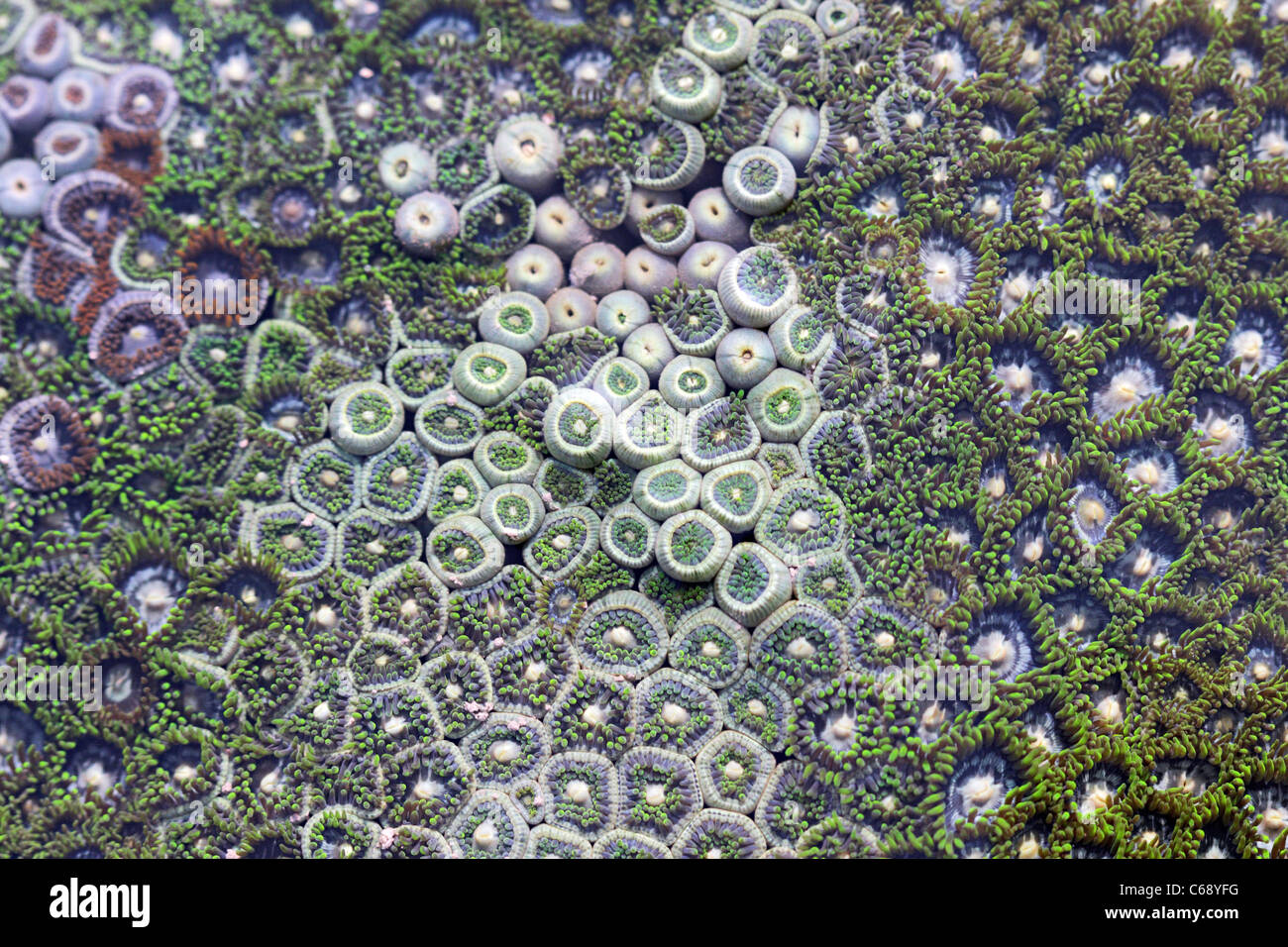 A Zooanthids Pirotan Isola, Gujarat. Foto Stock