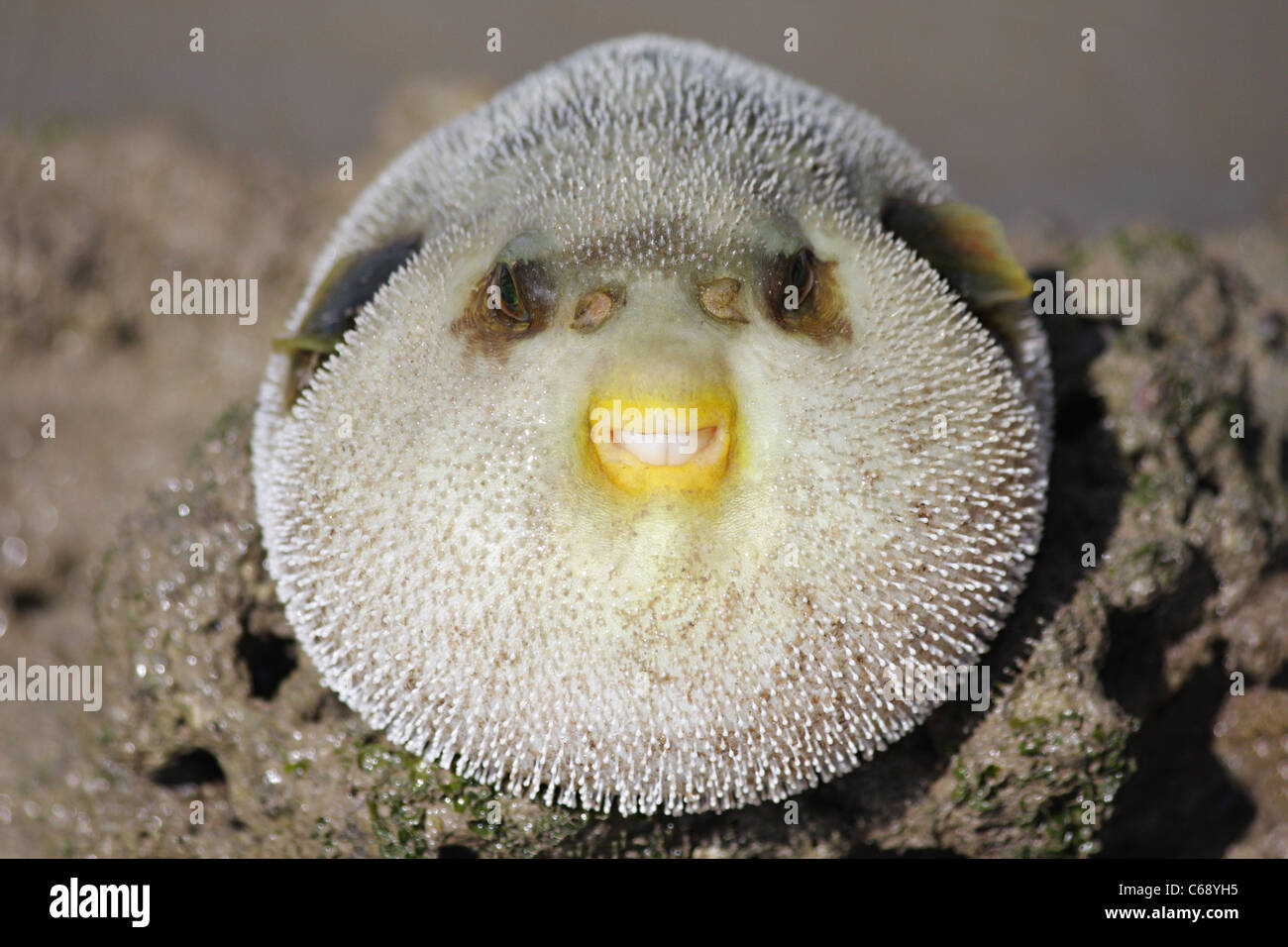 Puffer fish (Tetraodon sp.) a Pirotan Isola, Gujarat. Foto Stock