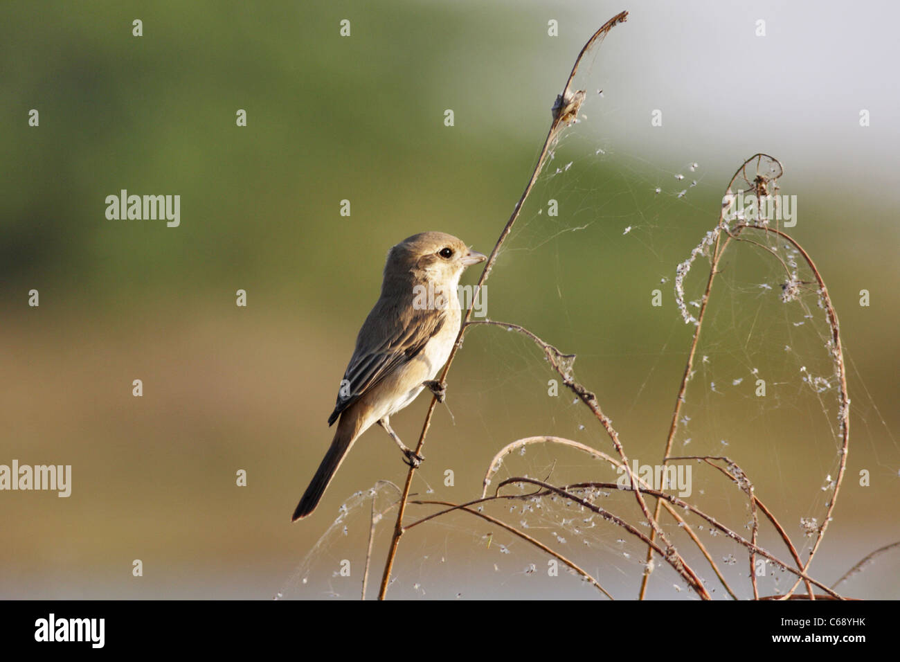 Siberian Stonechat femmina (Saxicola maurus) a Dasada, Surendranagar, Little Rann di Kutch, Gujarat. Foto Stock