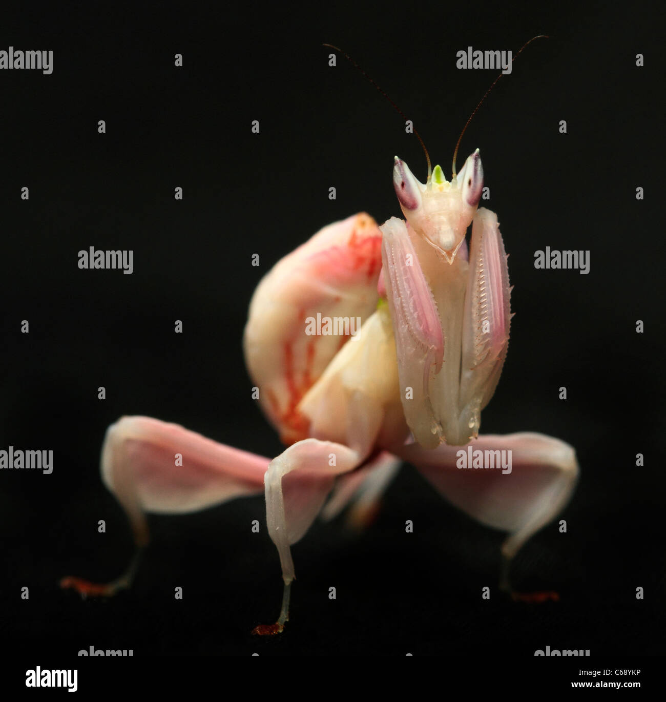 Orchid Mantis (Hymenopus Coronatus) (allevati in cattività) Foto Stock