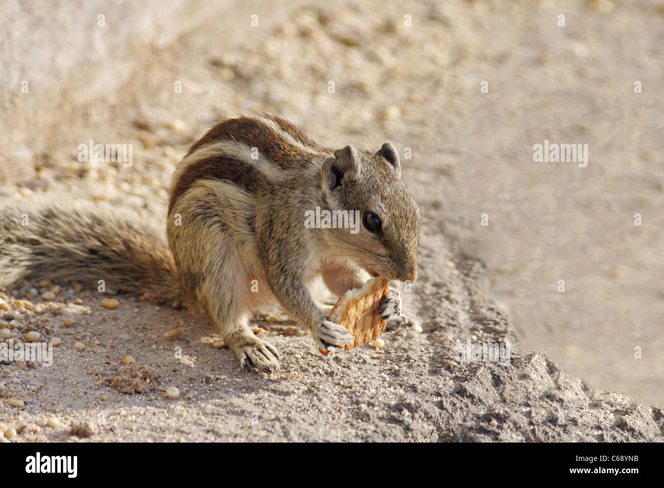 Northern Palm scoiattolo (Funambulus pennantii) presso il lago di Lakhota, Jamnagar, Gujarat Foto Stock