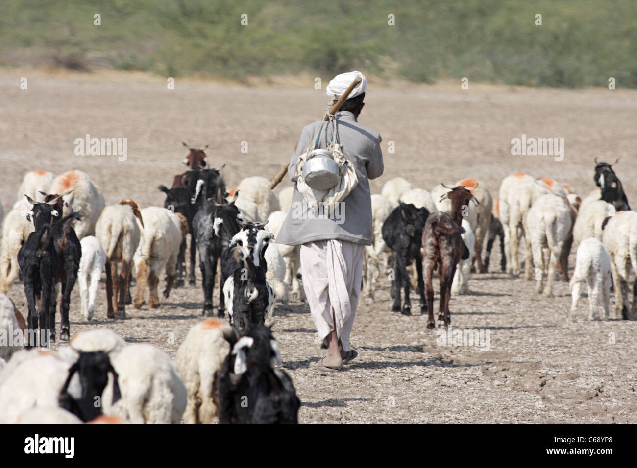 Maldhari con capre, a Dasada, Surendranagar, Little Rann di Kutch, Gujarat. Foto Stock