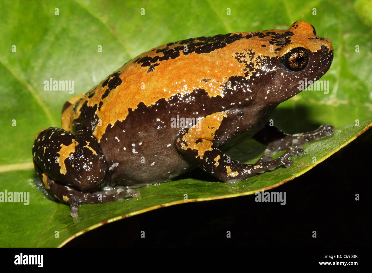 Triangolo Rana maculato (Ramanella triangularis) Foto Stock