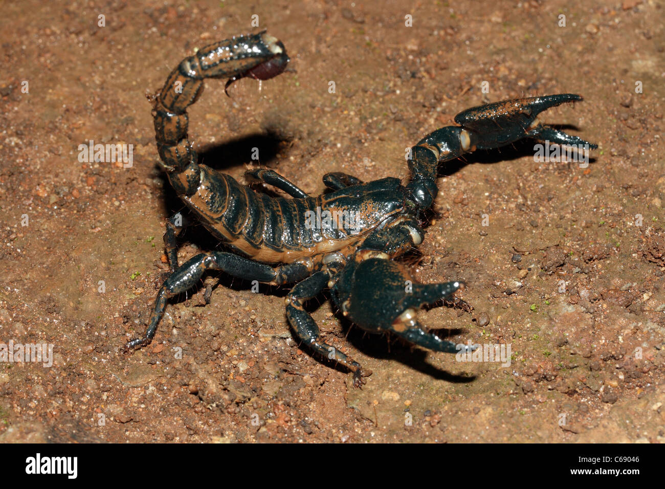 Heterometrus scaber. family SCORPIONIDAE. Foresta gigante Scorpion Foto Stock