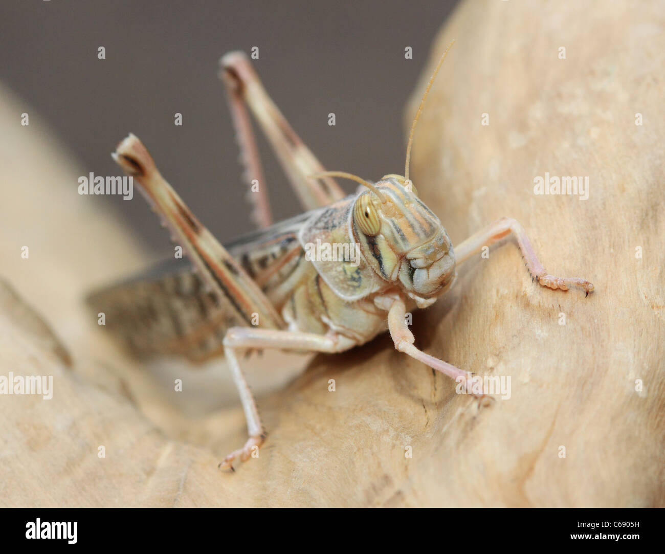 Adulto Desert Locust (Schistocerca Gregaria) Foto Stock