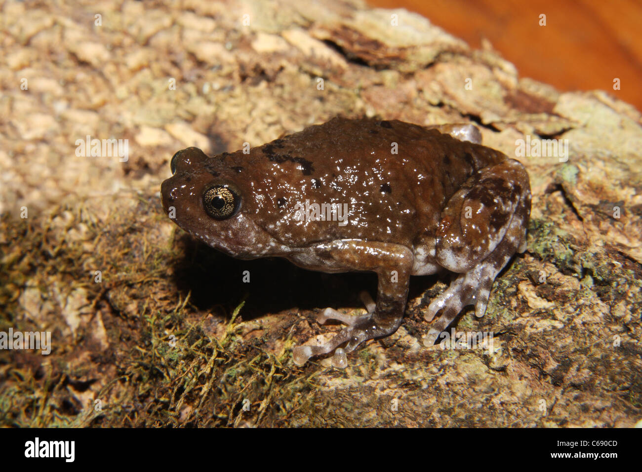 Stretti a bocca di lupo (Rana montana Ramanella) Foto Stock