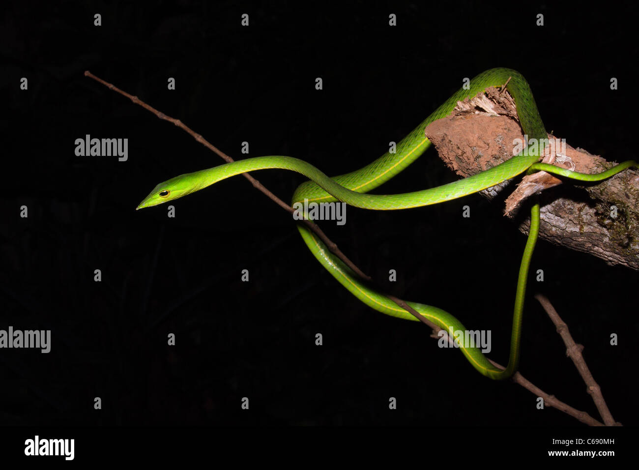 Vite comune Snake. Nasutus Ahaetulla Non velenosa, comune, verde. Amboli, Maharashtra, India Foto Stock
