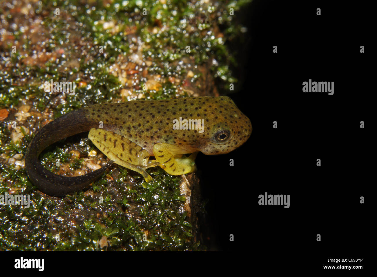 Tadpole, Malabaresi Deltaplano (Rana Rhacophorus malabaricus) Foto Stock