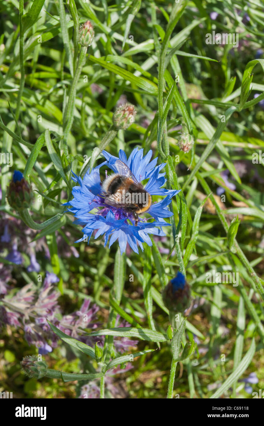 Bumble Bee su giardini di fiordaliso SScone Palace Perth Perth & Kinross in Scozia Foto Stock
