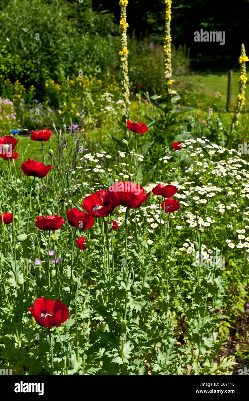 Poppies in giardino Scone Palace Perth & Kinross in Scozia Foto Stock