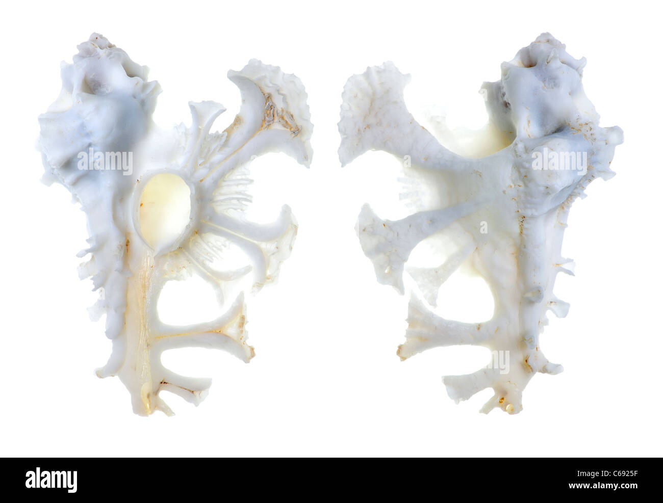 Murex anatomica shell (Homalocantha anatomica pele) 5,5 cm Foto Stock