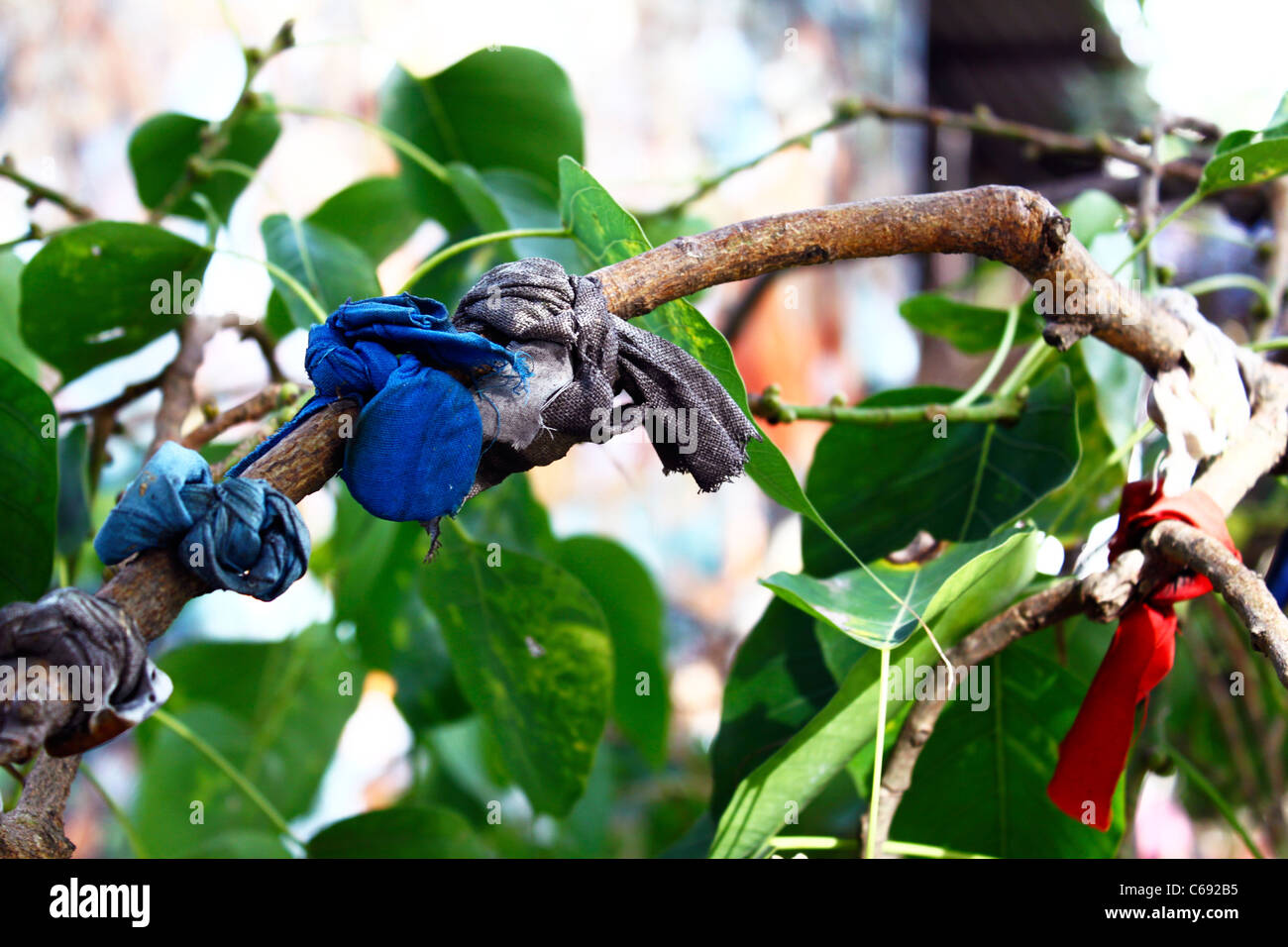 Monete avvolto in un tessuto legato al ramo di un albero in un tempio buddista, Colombo, Sri Lanka. Foto Stock