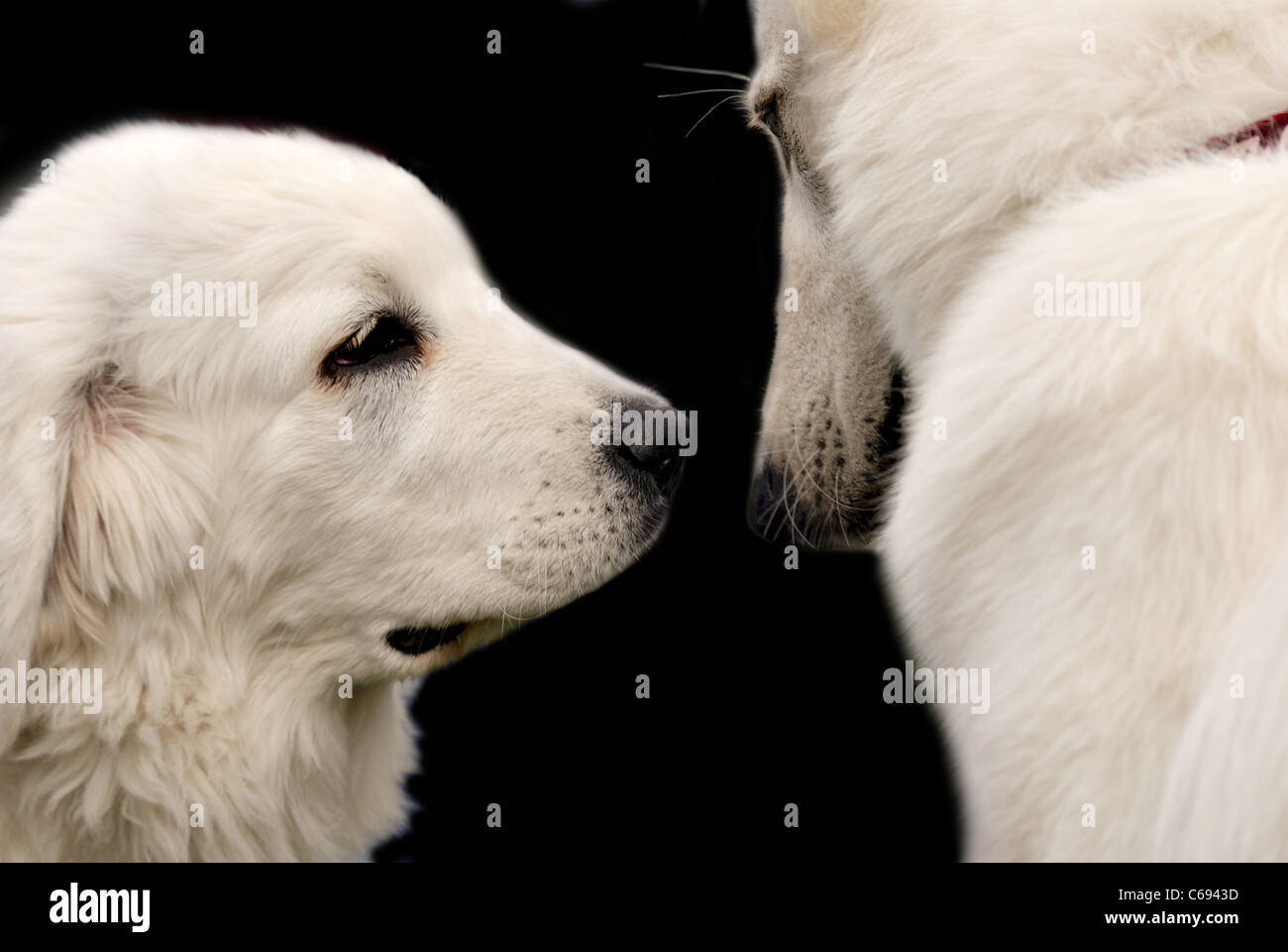La fotografia del pastore bianco sul campione expo isolati su nero. Prese su 2011. Foto Stock
