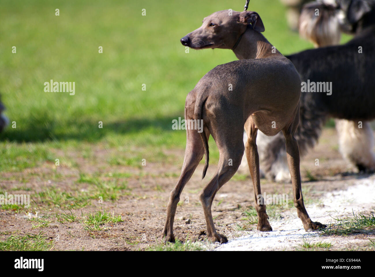 La fotografia di pedigree campione preso sul 2011. Foto Stock