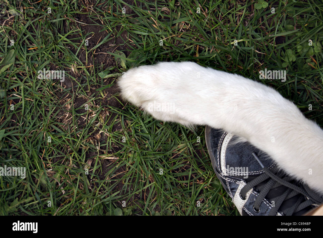 La fotografia di bianco cane shagy gamba e scarpa umana. Foto Stock