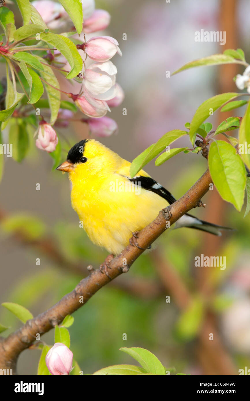 American Goldfinch si appollaia in Apple Tree - verticale Foto Stock