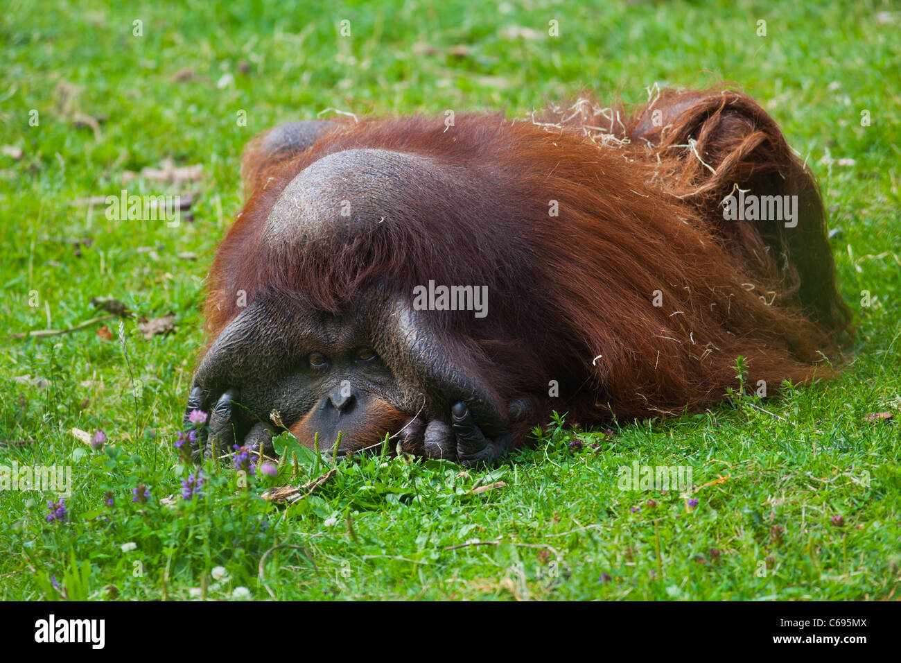 Bornean Orangutan appoggio maschio sull'erba presso lo zoo di Dublino. Foto Stock