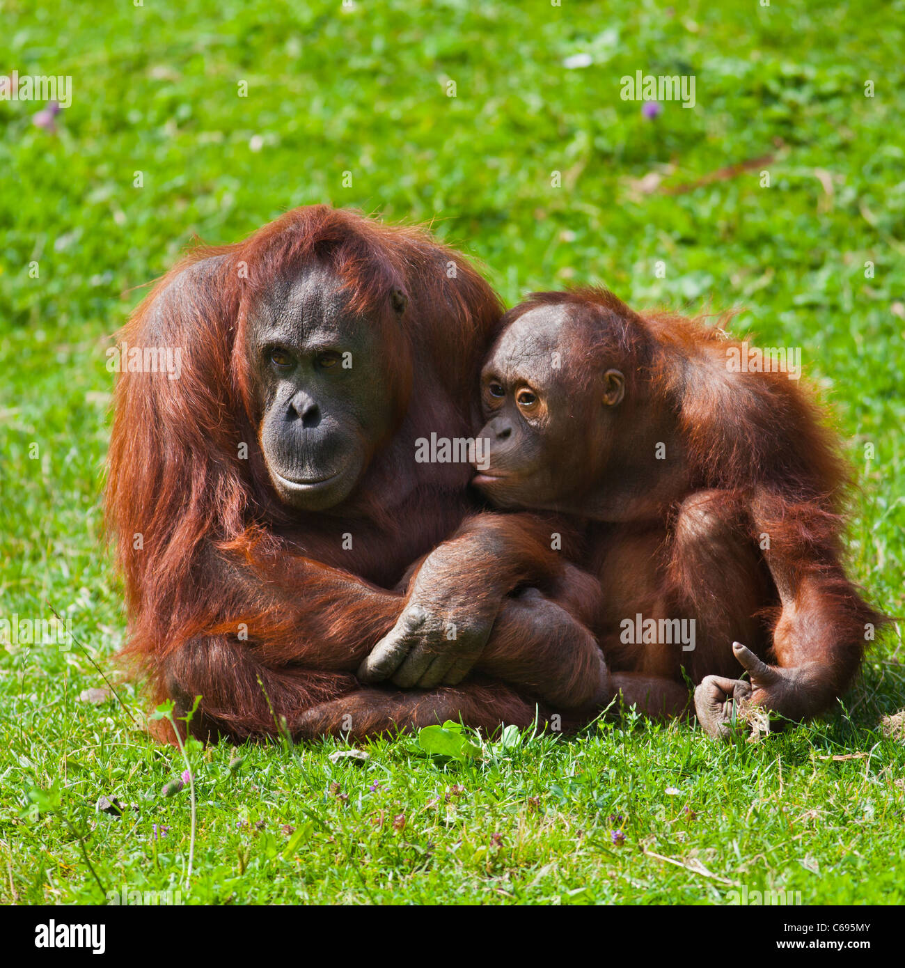 Donna e bambino di Bornean Orangutan presso lo Zoo di Dublino. Foto Stock