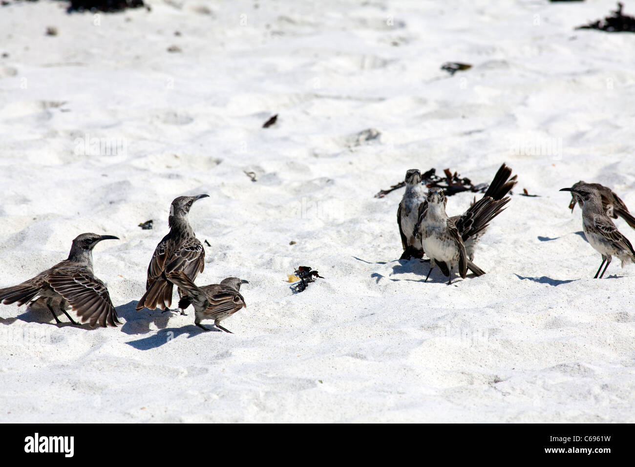 Espanola Mockingbirds sulla spiaggia di Baia Gardner, all'Isola Espanola, Galapagos Foto Stock