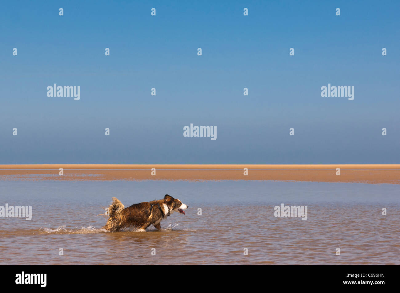 Un Border Collie cane che corre sulla spiaggia a Wells-next-il-mare , Norfolk , Inghilterra , Inghilterra , Regno Unito Foto Stock