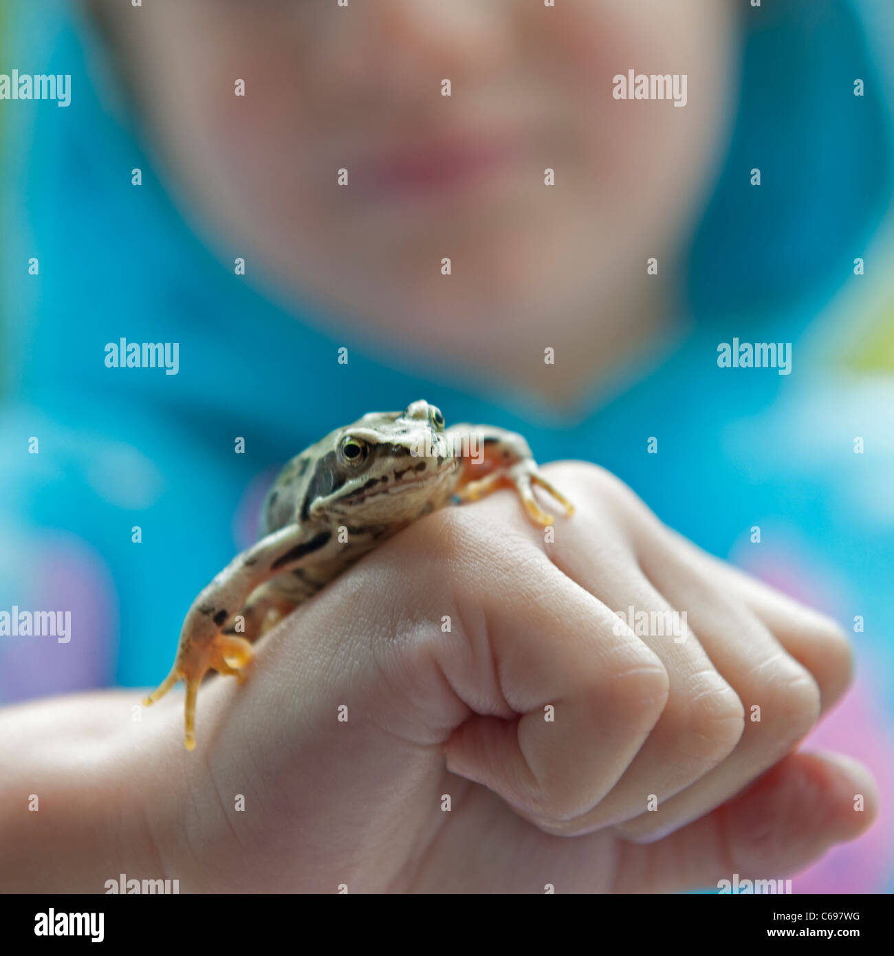 Close-up di una bambina di età compresa tra i 5 contenente una piccola rana comune che ha catturato. Foto Stock