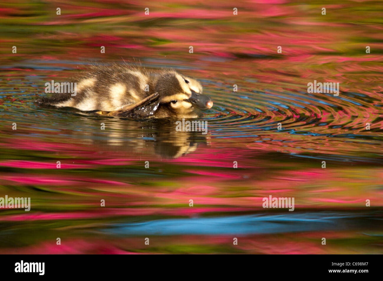 Baby Mallard duck e colori di primavera riflettendo sull'acqua. Foto Stock