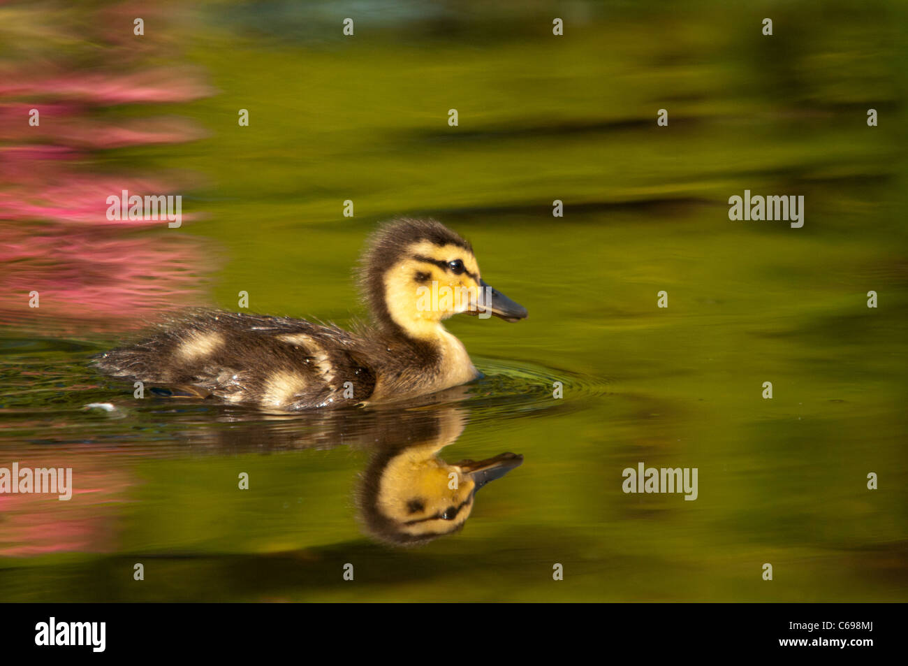 Baby Mallard duck e colori di primavera riflettendo sull'acqua. Foto Stock