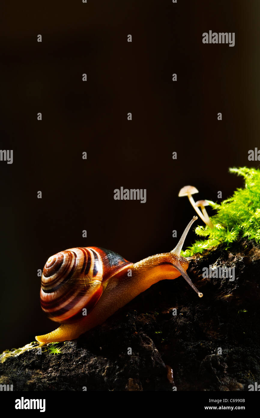 Nastrare Snail-Cepaea hortensis Foto Stock