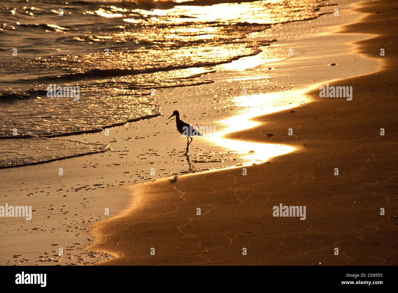 Sandpiper alla ricerca di cibo nel surf al tramonto, Punto di alligatore, Franklin County, Florida USA Foto Stock