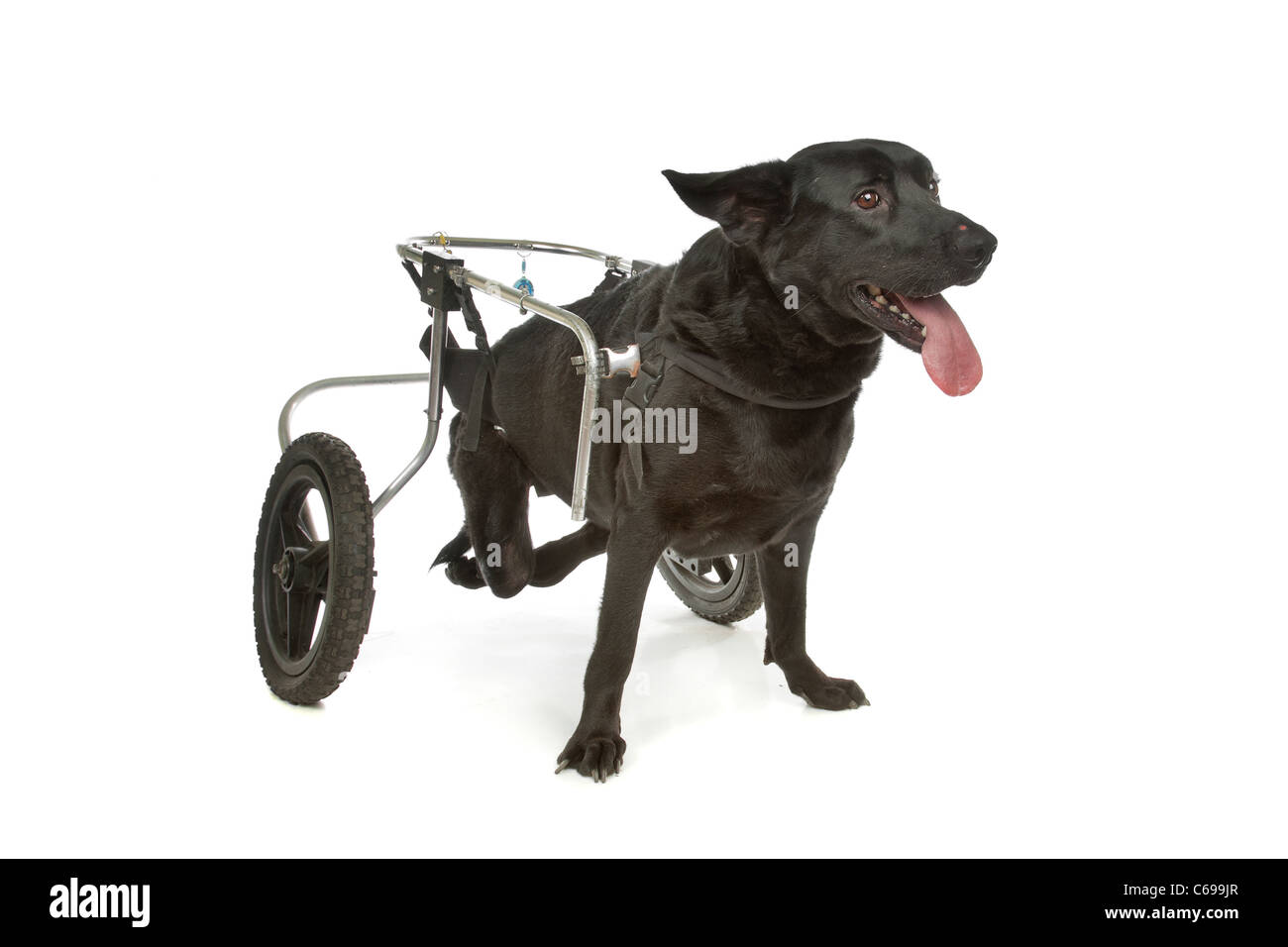 Un cane in una sedia a rotelle di fronte a uno sfondo bianco Foto Stock