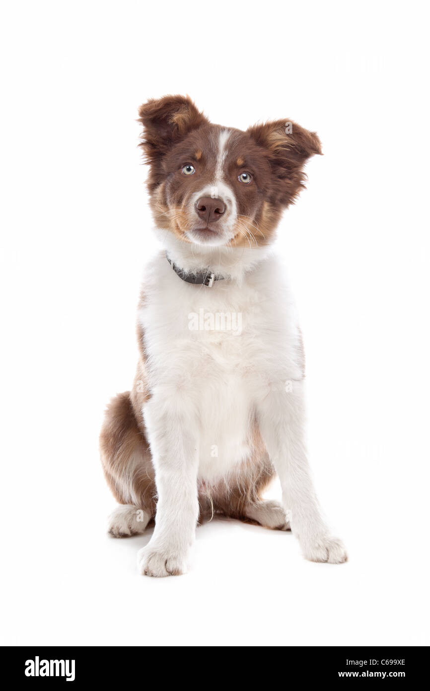 Border Collie cucciolo di cane davanti a uno sfondo bianco Foto Stock