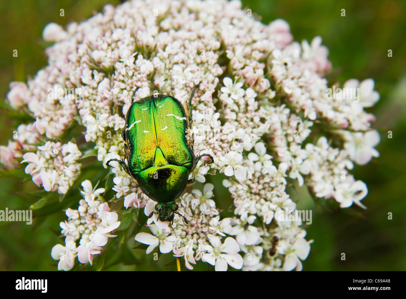 Rose Chafer,Cetonia aurata Foto Stock Rose Chafer,Cetonia aurata Foto Stock