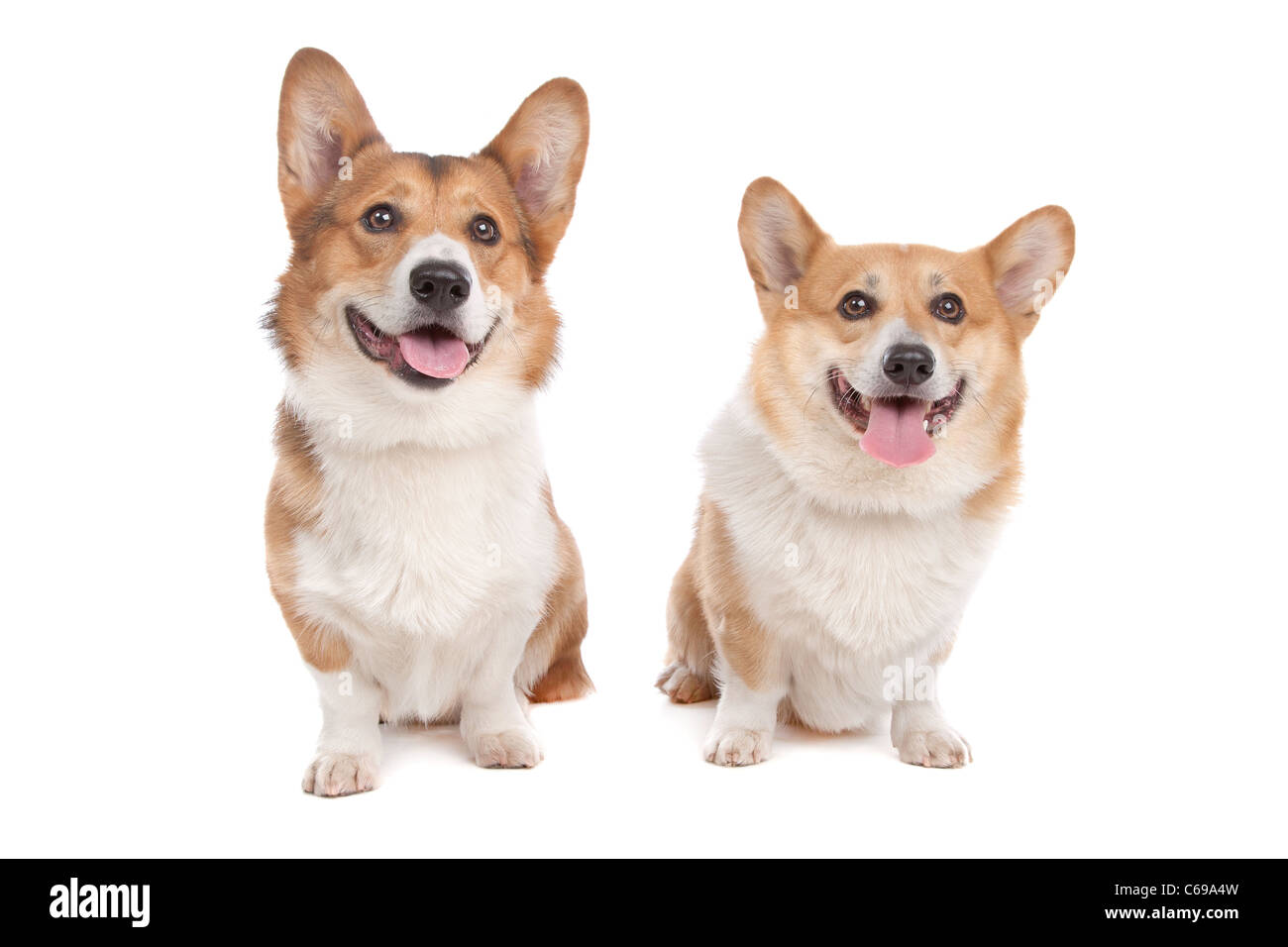 Pembroke Welsh Corgi davanti a uno sfondo bianco Foto Stock