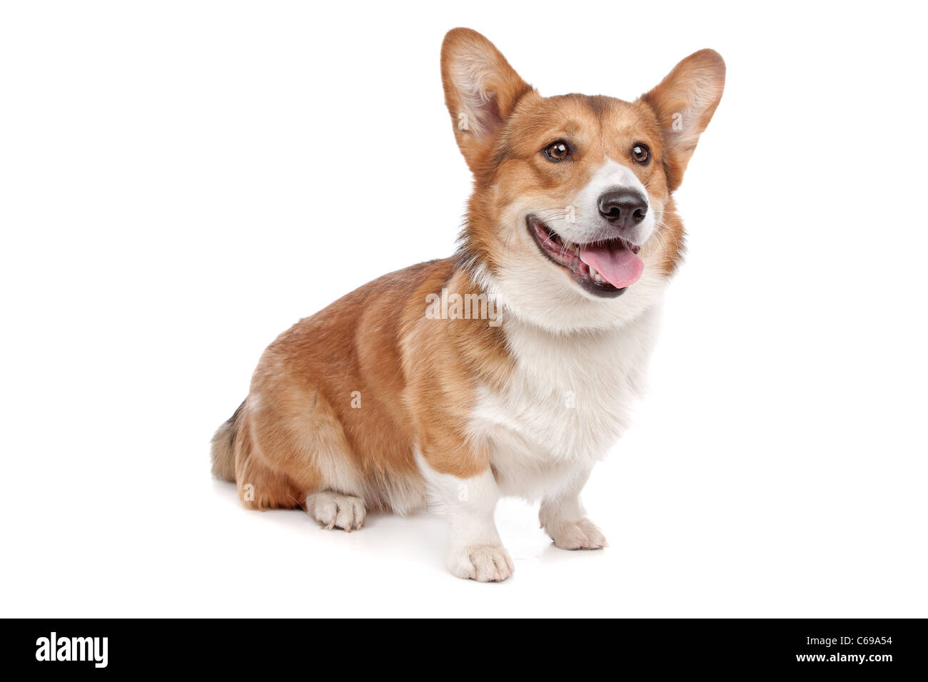 Pembroke Welsh Corgi davanti a uno sfondo bianco Foto Stock