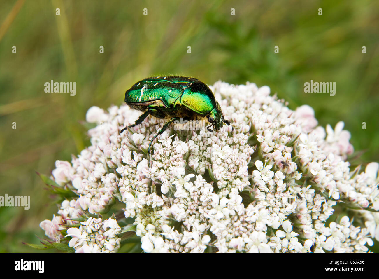 Rose Chafer,Cetonia aurata Foto Stock Rose Chafer,Cetonia aurata Foto Stock