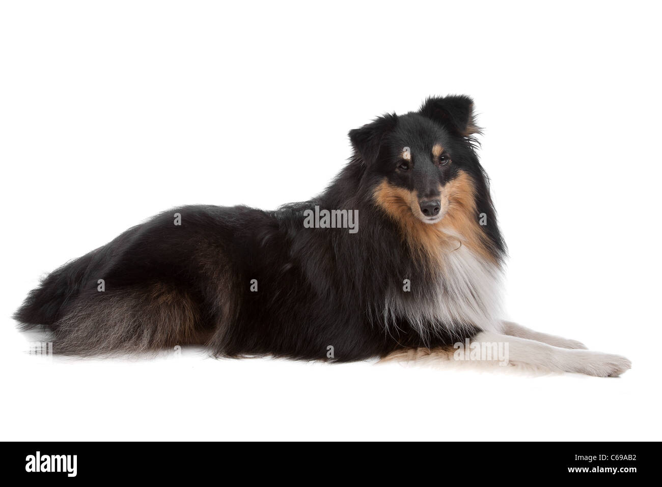 Shetland sheepdog davanti a uno sfondo bianco Foto Stock