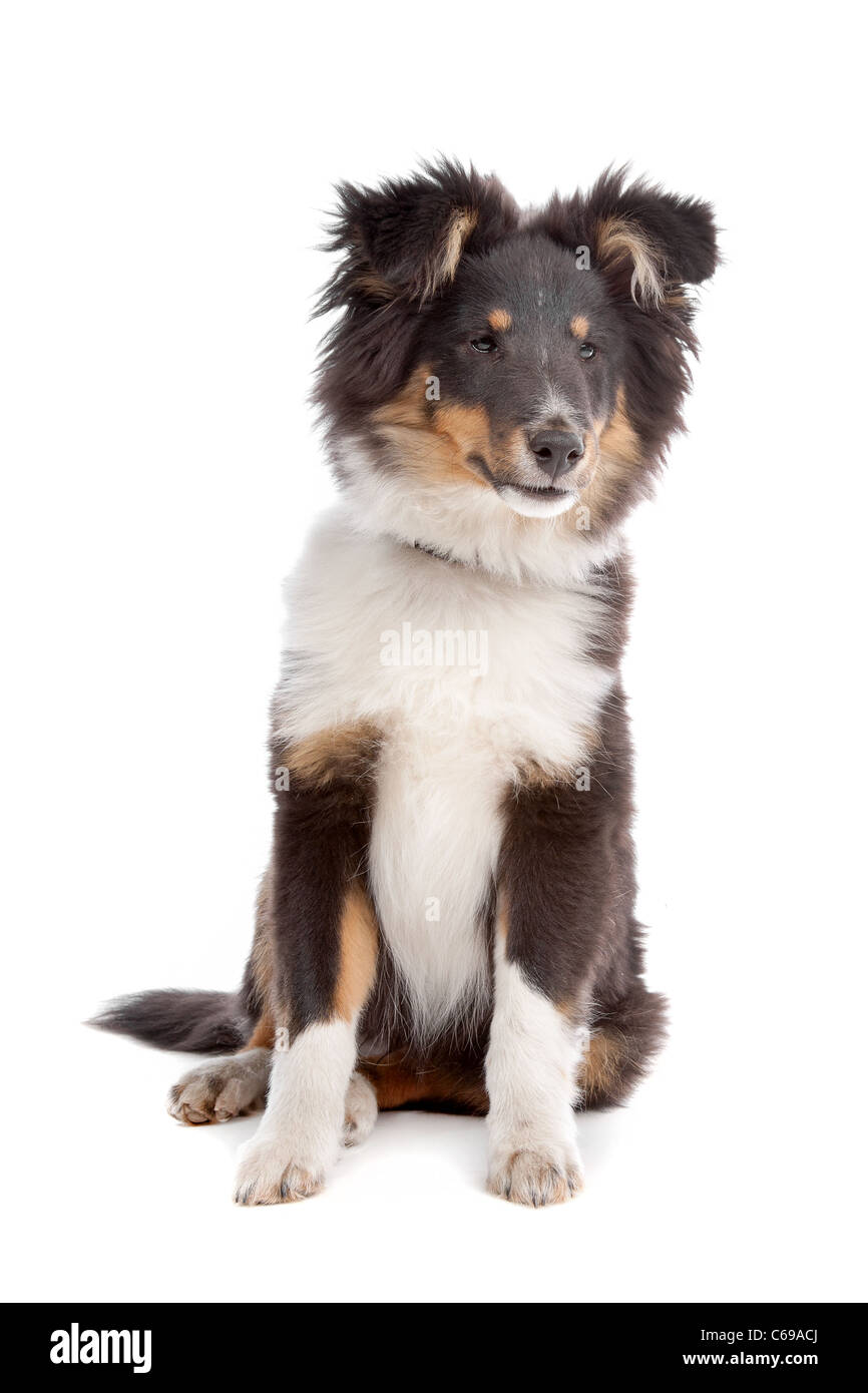 Shetland sheepdog davanti a uno sfondo bianco Foto Stock
