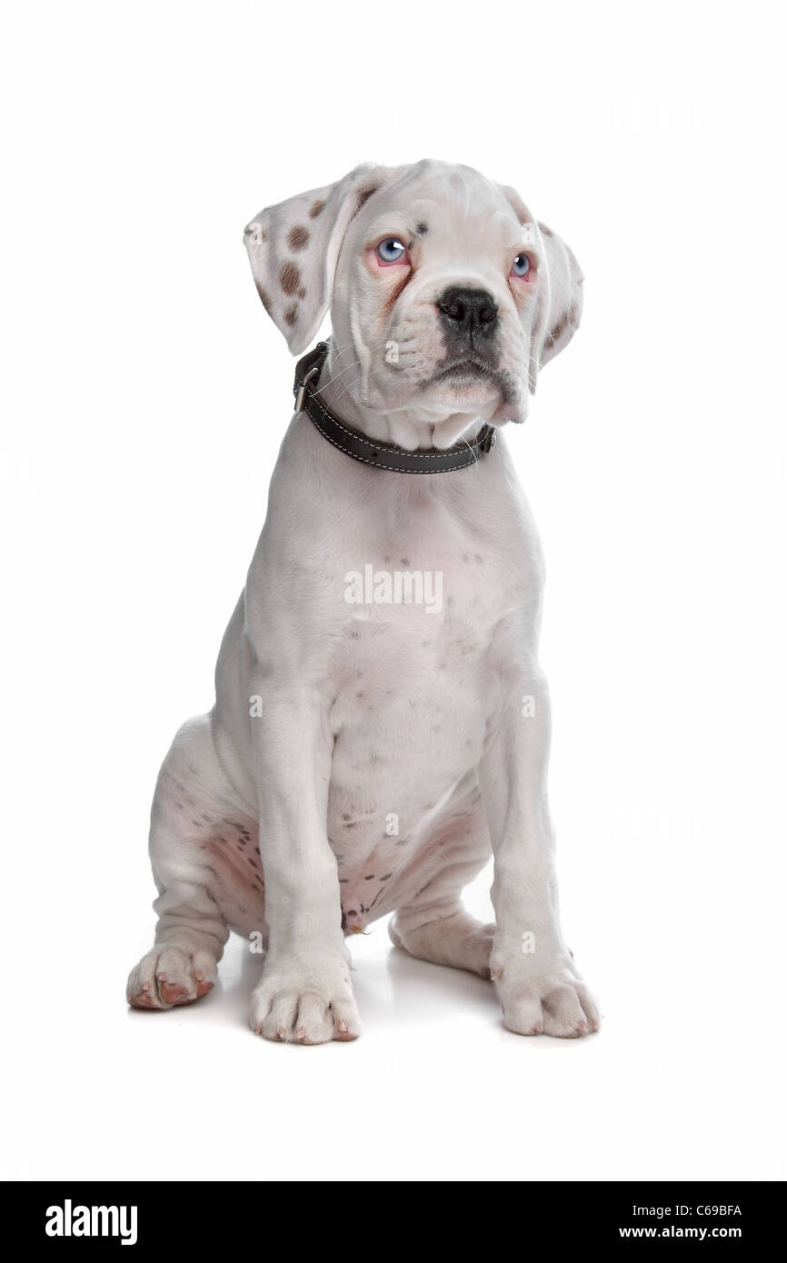Boxer bianco cucciolo di fronte a uno sfondo bianco Foto Stock