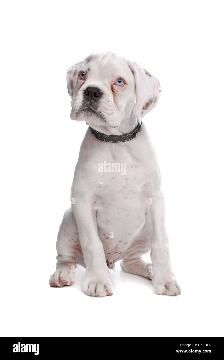 Boxer pedigree immagini e fotografie stock ad alta risoluzione - Alamy