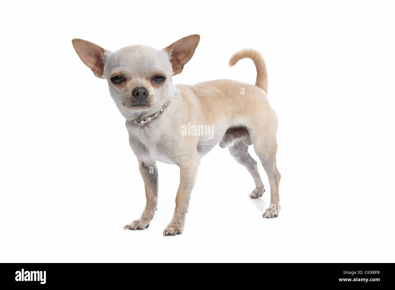 Capelli corti chihuahua davanti a uno sfondo bianco Foto Stock