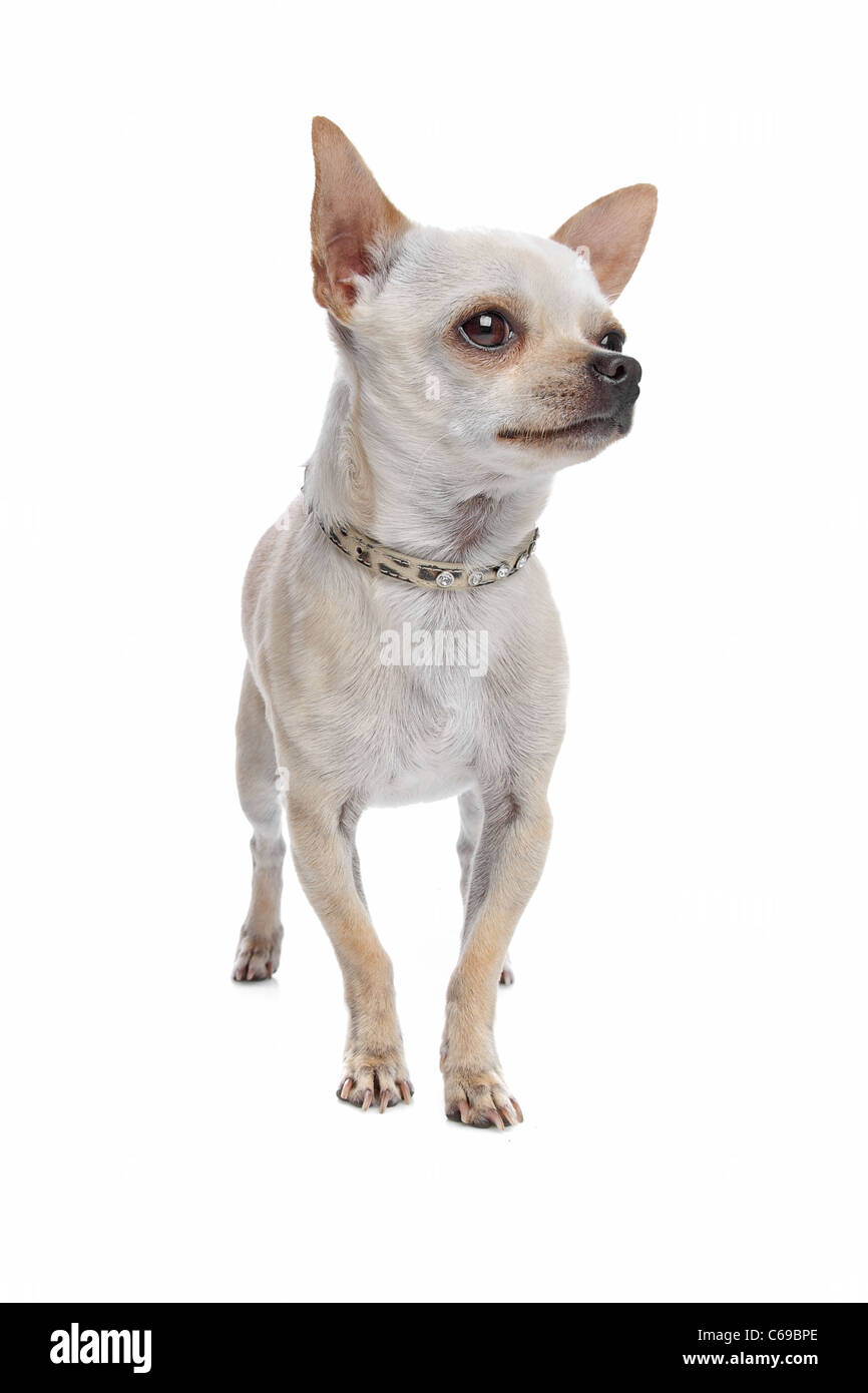 Capelli corti chihuahua davanti a uno sfondo bianco Foto Stock