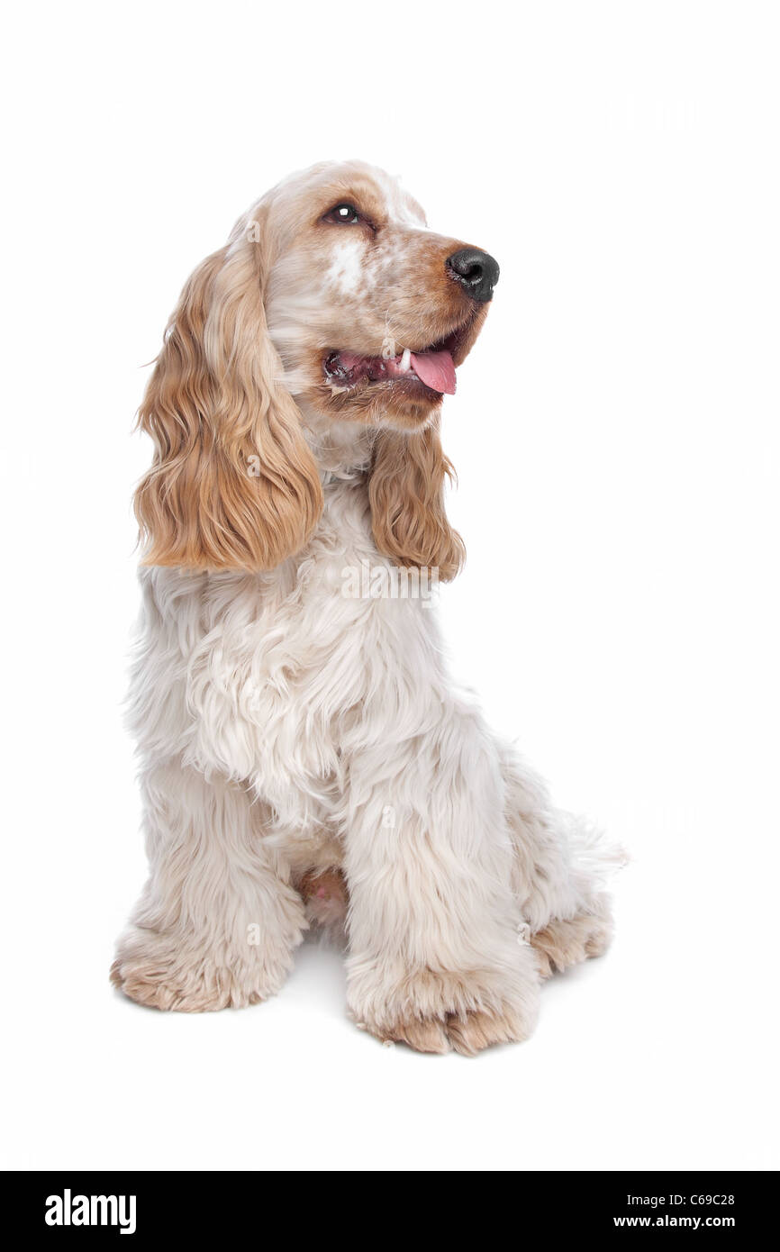 English Cocker Spaniel davanti a uno sfondo bianco Foto Stock