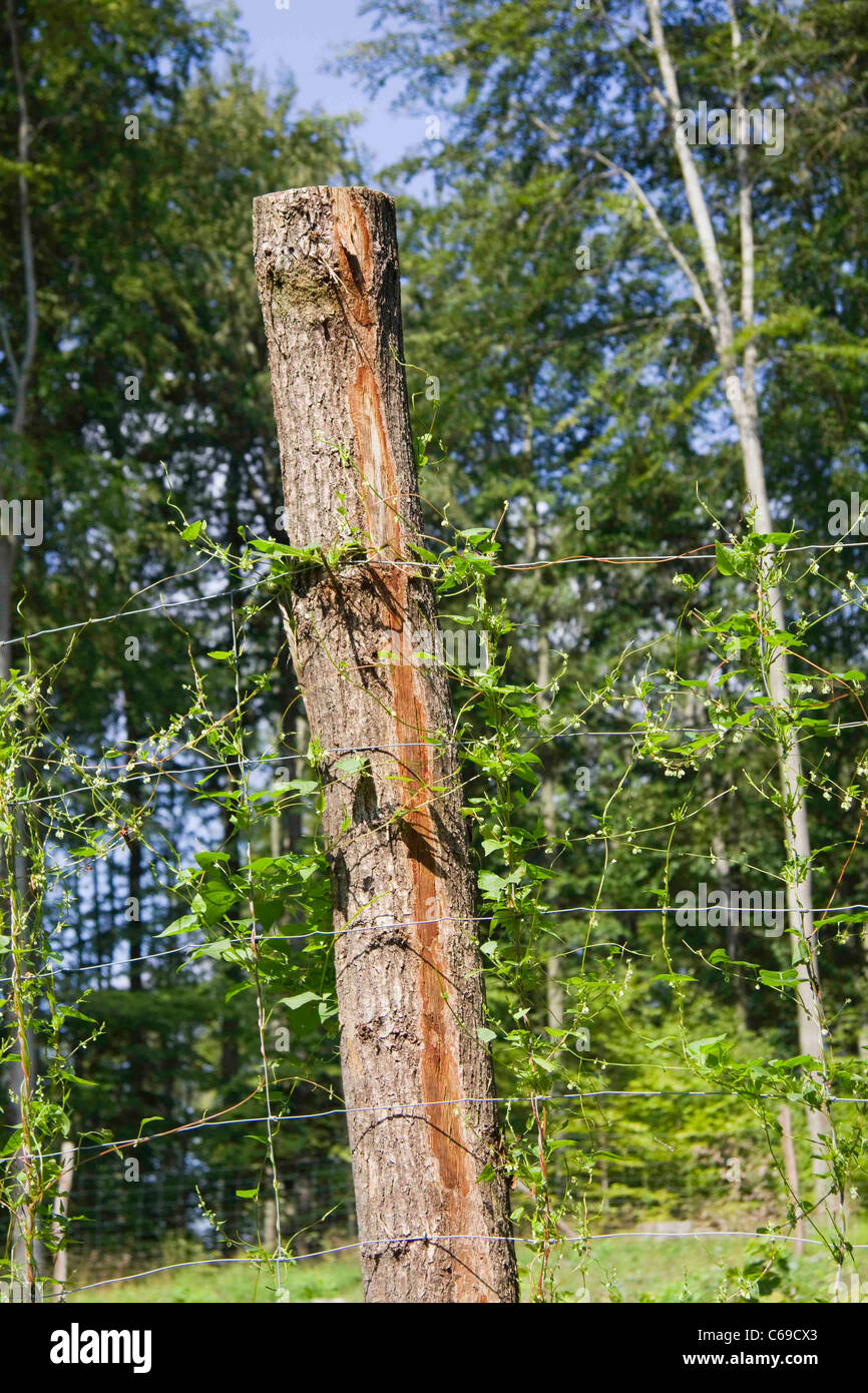 Recinzione con piante rampicanti in una foresta, Mazury Lake District, Polonia, UE Foto Stock