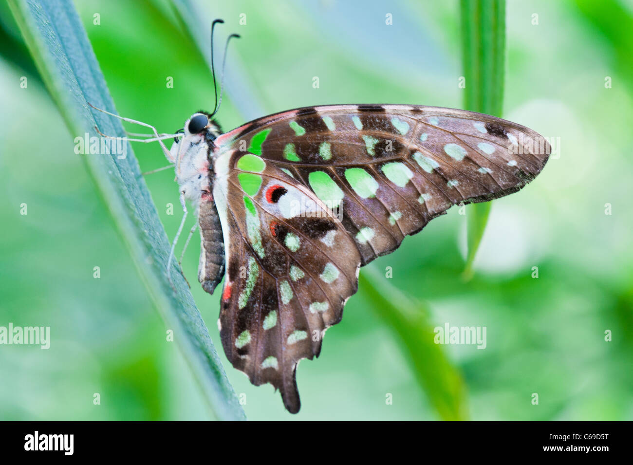 Green Tailed Jay (Graphium Agamennone) Foto Stock
