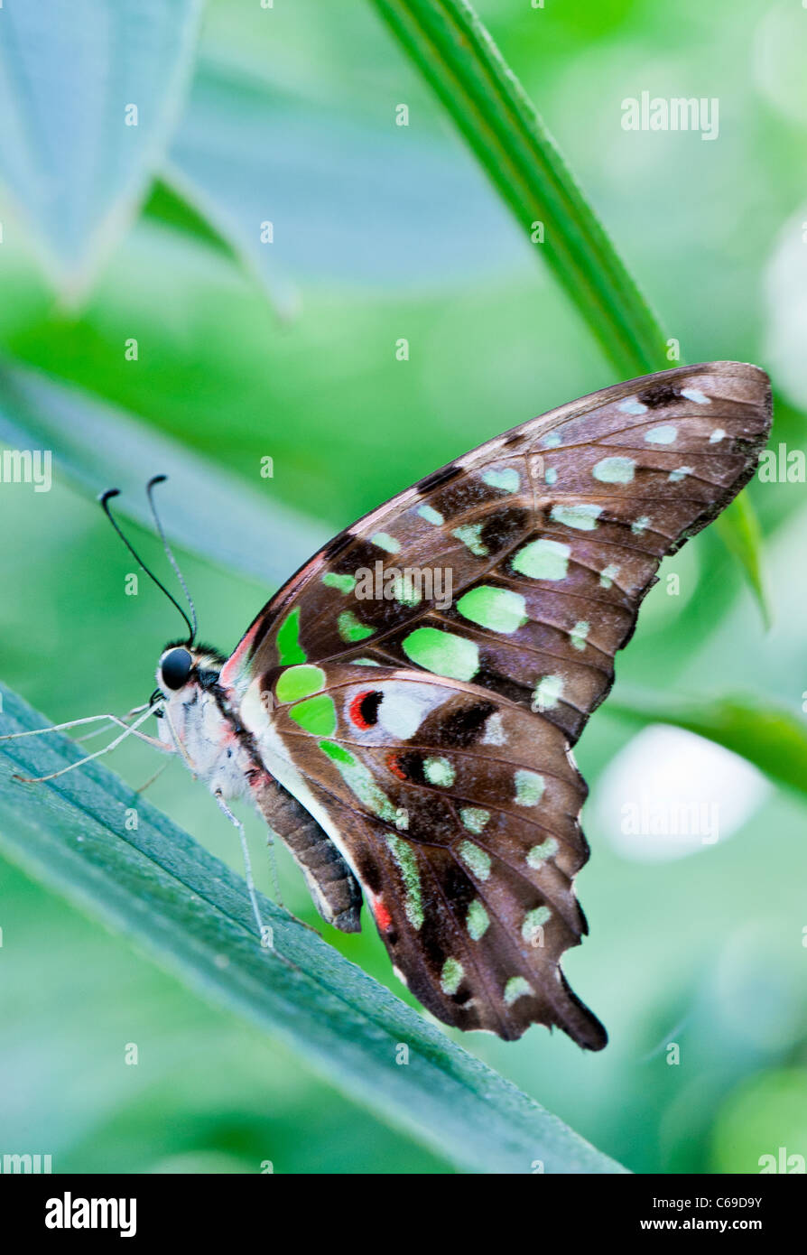 Green Tailed Jay (Graphium Agamennone) Foto Stock