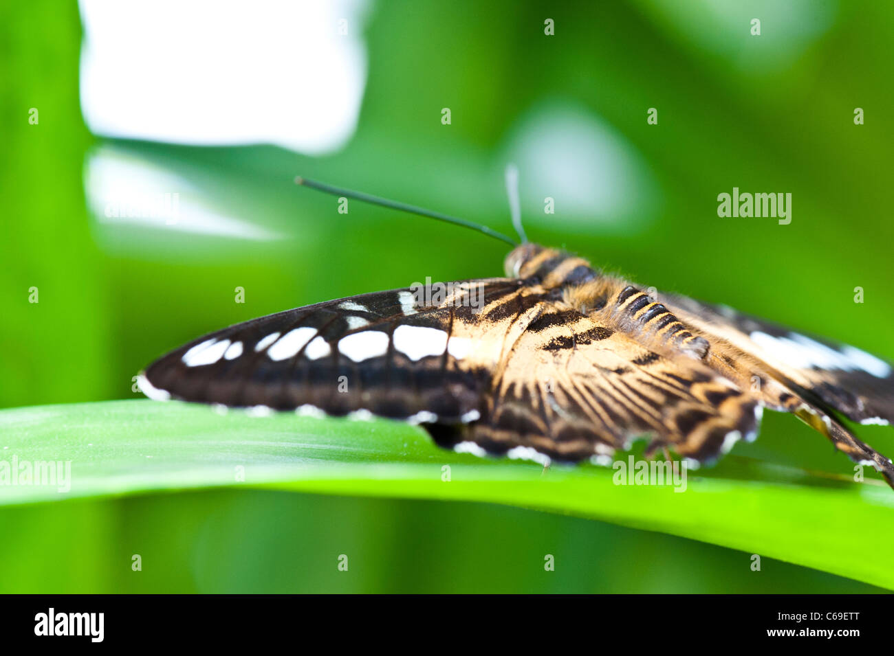 Una profondità di campo limitata ripresa macro di un clipper (Parthenos sylvia) farfalla. Foto Stock