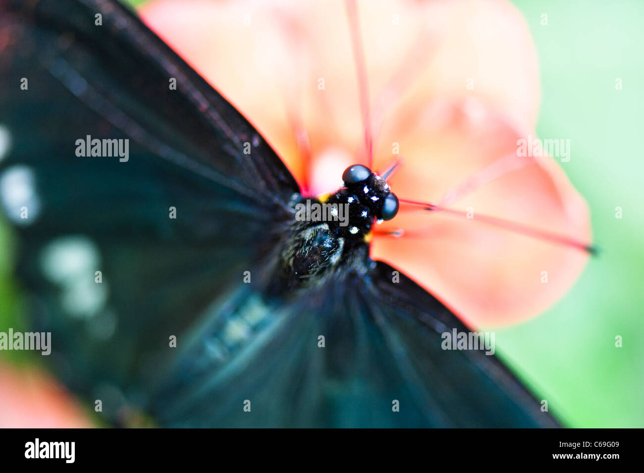 Una profondità di campo limitata ripresa macro di un comune Mime (Chilasa clystia) farfalla. Foto Stock