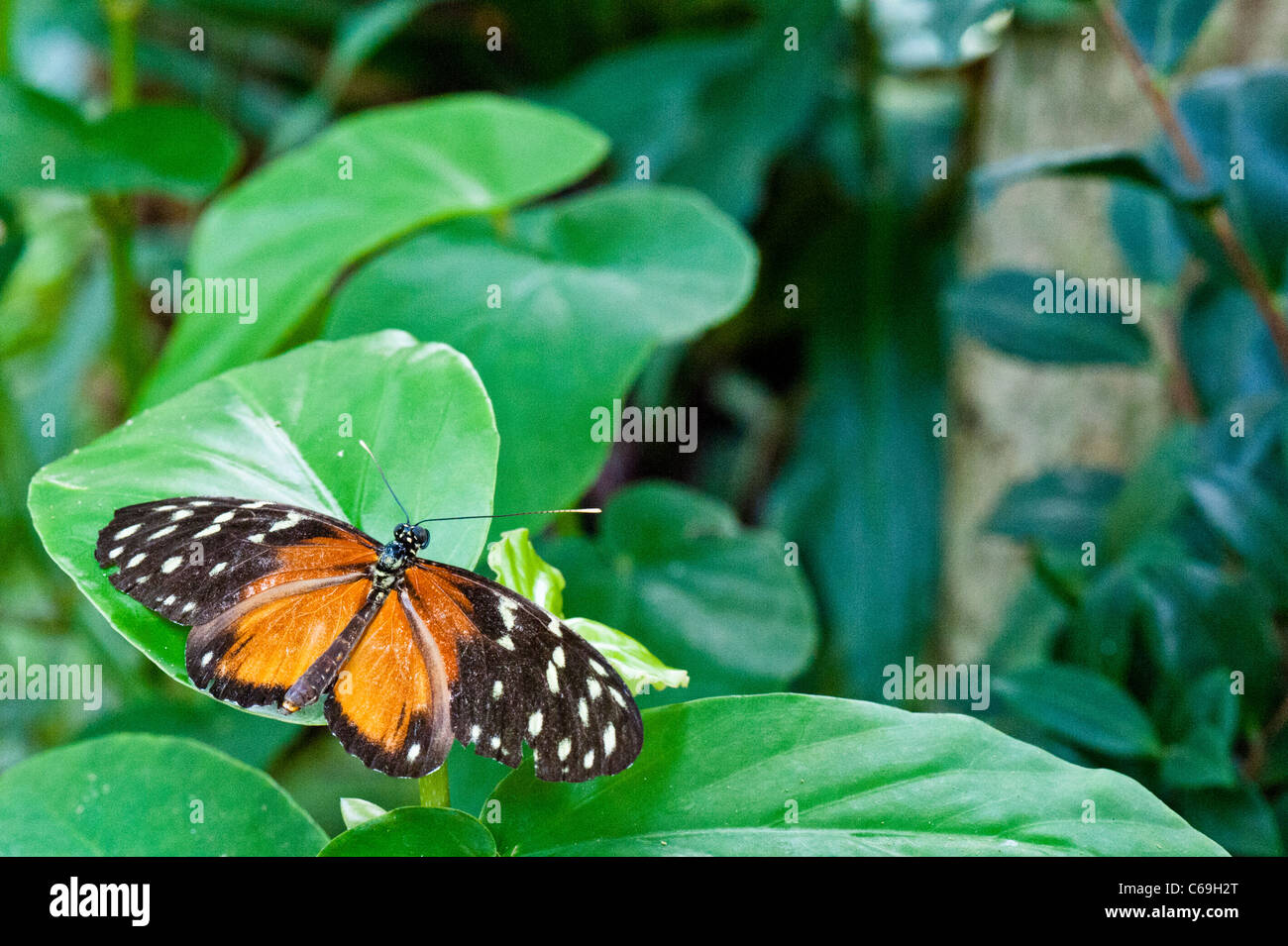 Hecale Longwing (Heliconius hecale) Foto Stock